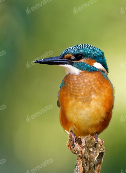 Preview: Common Kingfisher on the hunting position, vertical close.