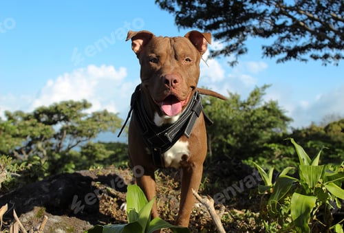 Preview: The canelo dog