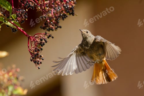 Preview: Selective focus closeup shot of a flying bird called Black Redstart