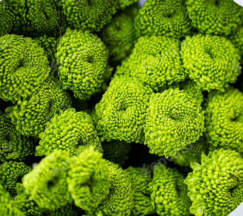 Preview: Flowers for sell at the flower market, India.