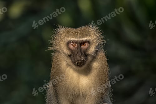 Preview: Close-up of a vervet monkey looking towards the camera