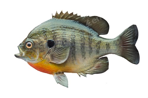 Preview: Bluegill Sunfish Isolated on White Background