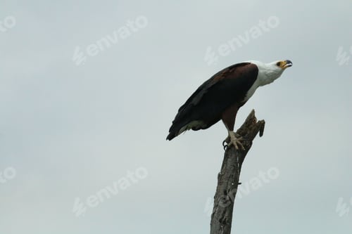 Preview: Majestic fish eagle perched atop a tall tree trunk