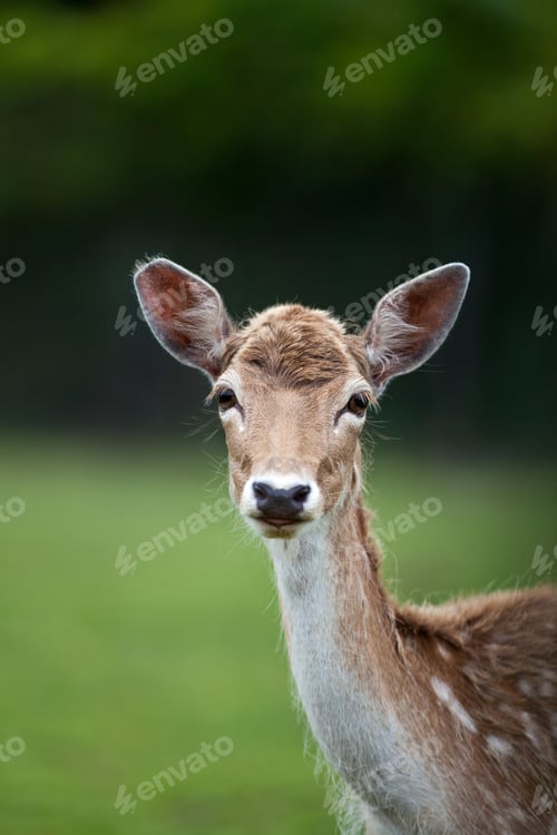 Preview: White Tailed Deer