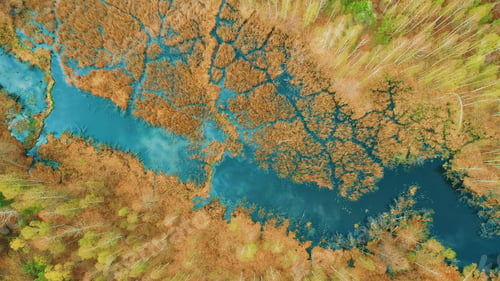 Preview: 4K Aerial View Of Young Birches Growing Among Small Marsh Bog Swamp In Spring Season. Trees With
