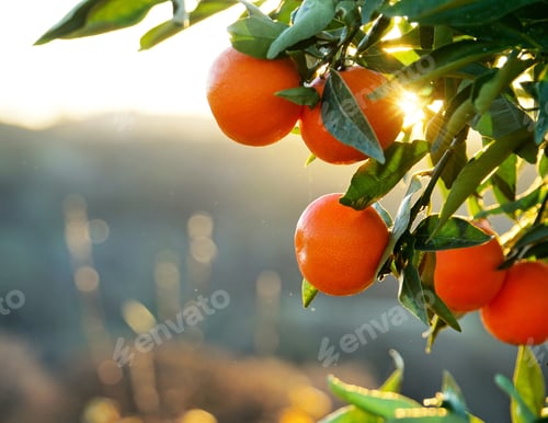 Preview: Closeup shot of mandarines growing on the tree with blurred background