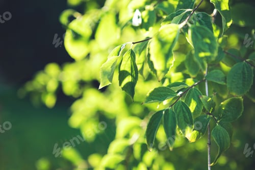 Preview: tree branch with green leaves on blurred greenery background