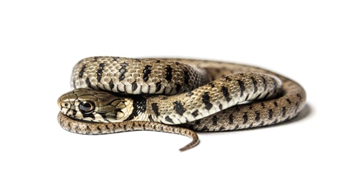 Preview: Grass snake, Natrix natrix, Isolated on white