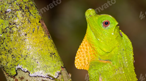 Preview: Hump-nosed Lizard,Sinharaja National Park Rain Forest, Sri Lanka