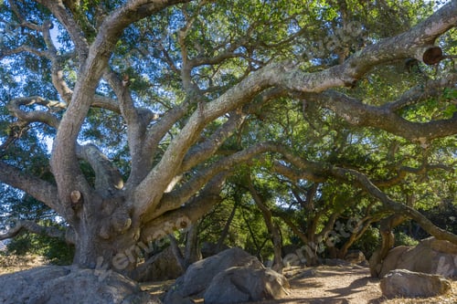 Preview: Huge Coastal live oak (Quercus agrifolia)