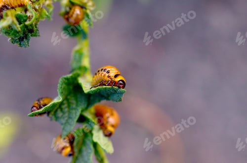 Preview: Colorado potato beetle larvae eat leaf of young potato