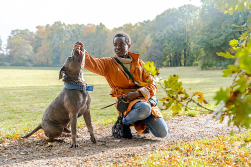 Preview: Black woman feeding her large dog treat on autumn field during outdoor training session