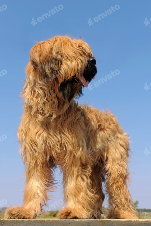 Preview: briard, french shepherd