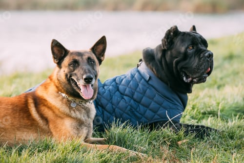 Preview: Red Malinois Dog And Black Cane Corso Dog Sitting Together In Grass. Cane Corso Dog Wears In Warm