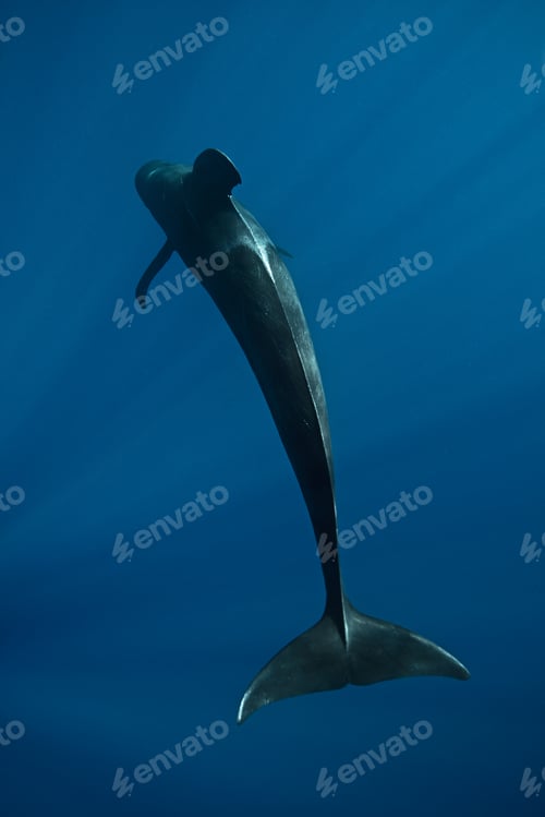 Preview: Short-finned