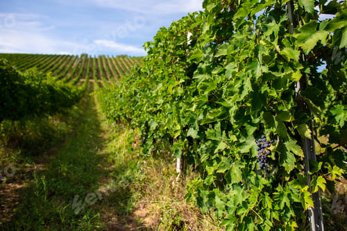 Preview: Vineyards with red grape for wine making. Big italian vineyard r