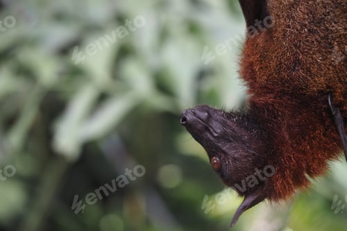 Preview: Bat hanging upside down in a green forest