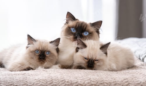 Preview: Ragdoll cat with kittens in the bed
