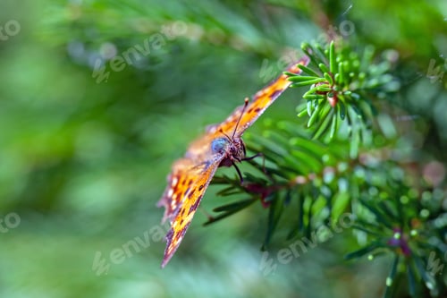 Preview: Macrophotography of a butterfly sitting on fir needles