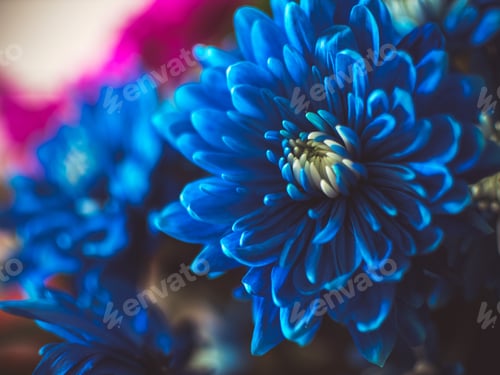 Preview: beautiful blue flower