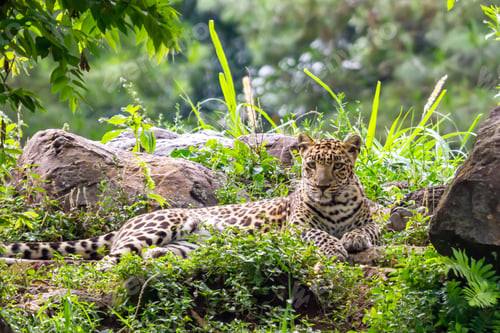 Preview: Leopard Laying on grass