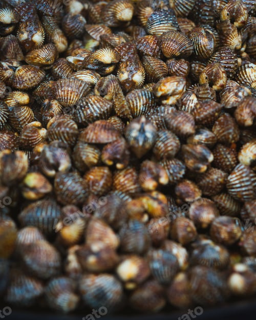 Preview: Cooked Blood Cockles on the plate, close-up.