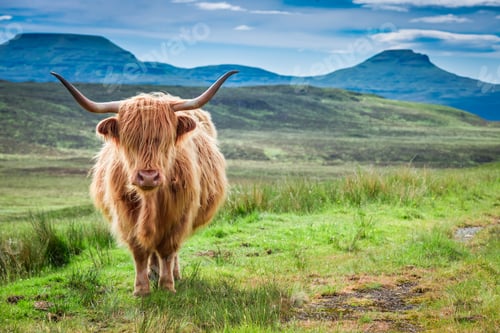 Preview: Brown highland cow, green field and blue sky, Scotland