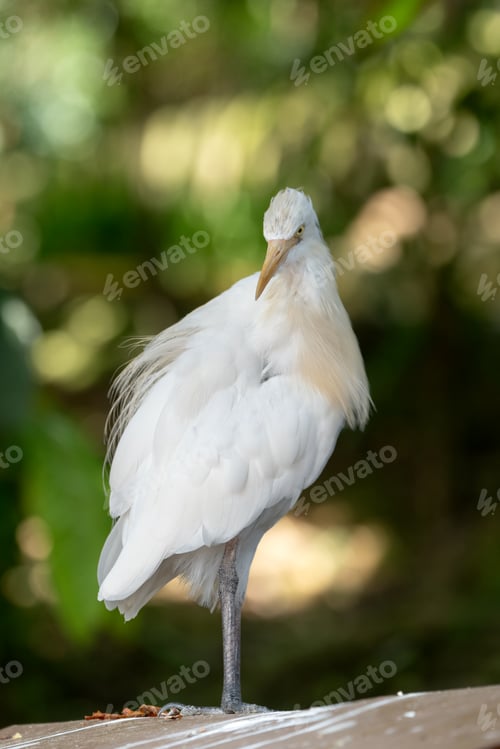 Preview: Portrait of a cattle egret. Close up view of a cattle egret