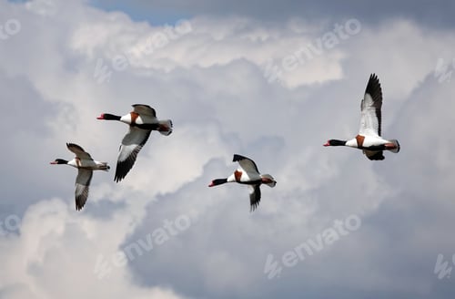 Preview: Group of shelducks flying in the sky