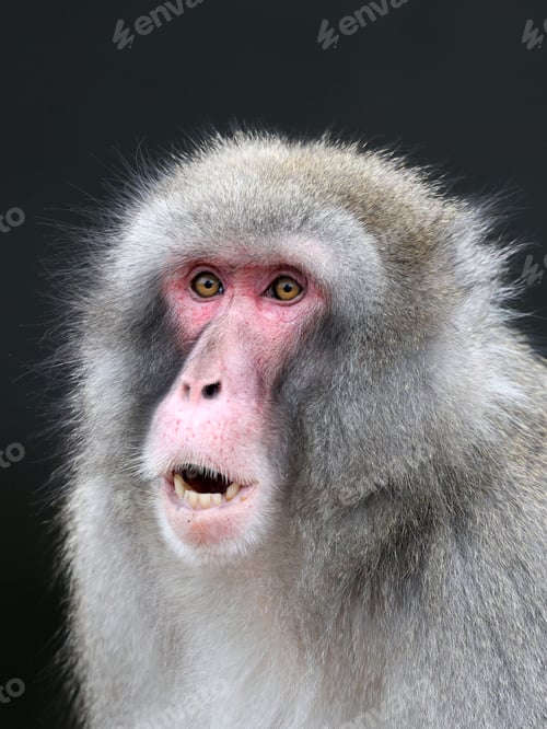 Preview: Japanese Macaque (Macaca Fuscata)