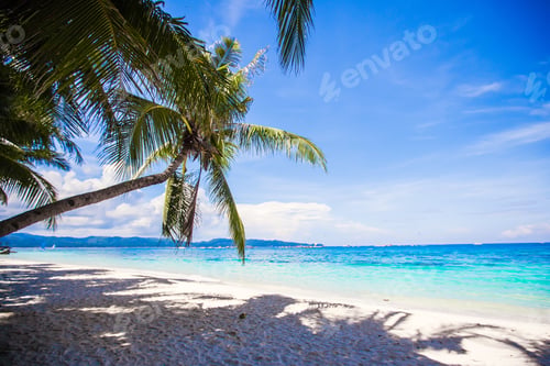 Preview: Coconut Palm tree on the white sandy beach
