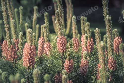 Preview: Wild field flowers. Beautiful colorful flowers photography