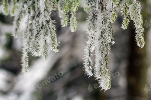 Preview: Close-up of pine tree covered with snow frost in winter