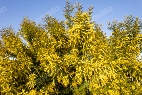 Preview: Photographic documentation of a flowering mimosa tree