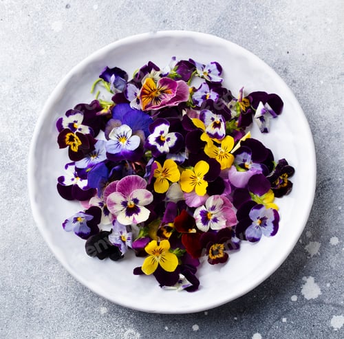 Preview: Edible Flowers, Field Pansies, violets on white plate. Grey background. Close up. Top view.