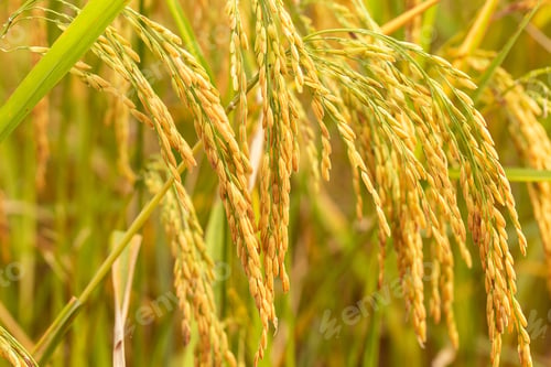 Preview: close up of yellow green rice field