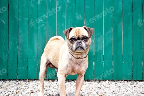 Preview: Pets; cute pug dog outdoors against green fence background