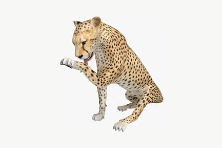 Visualização: Leopardo malhado em pose agachada