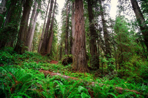 Preview: Views In The Redwood Forest At Redwoods National And State Parks In California