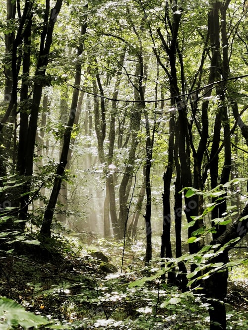 Preview: Green woods, forest, trees