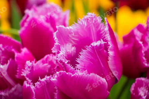 Preview: Field of bright fresh tulips. Spring Festival of Flowers.