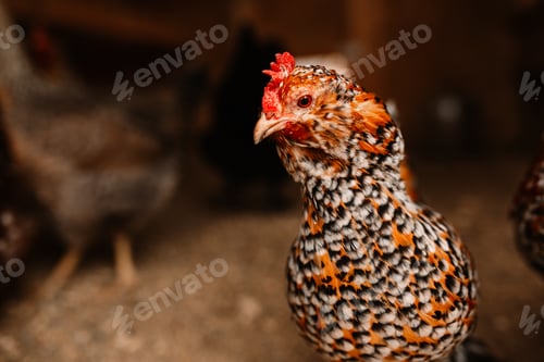 Preview: Mille Fleur D’uccles pullet