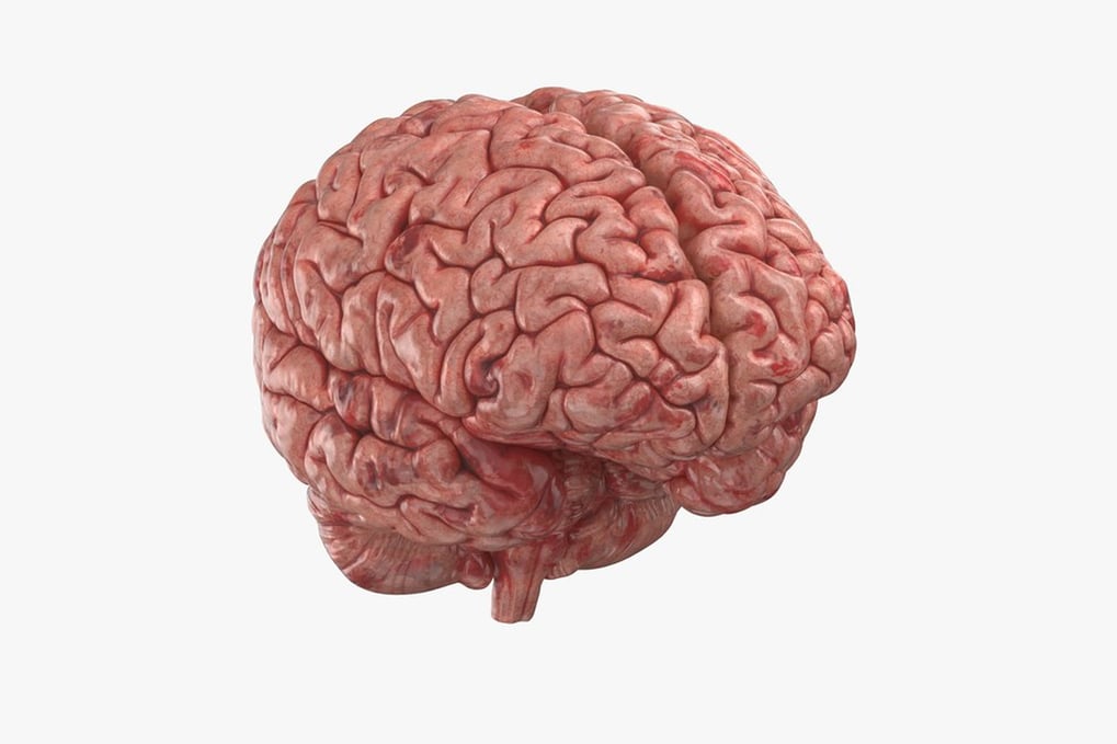 Detailed Human Brain Model 3D, Incl. brain & cerebellum - Envato