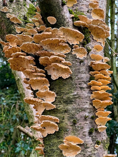 Preview: Polypore or Bracket Fungi