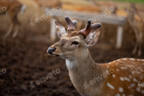 Preview: Wild animal. Dappled deer on the farm