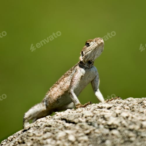 Preview: Rock Agama, Serengeti National Park, Serengeti, Tanzania