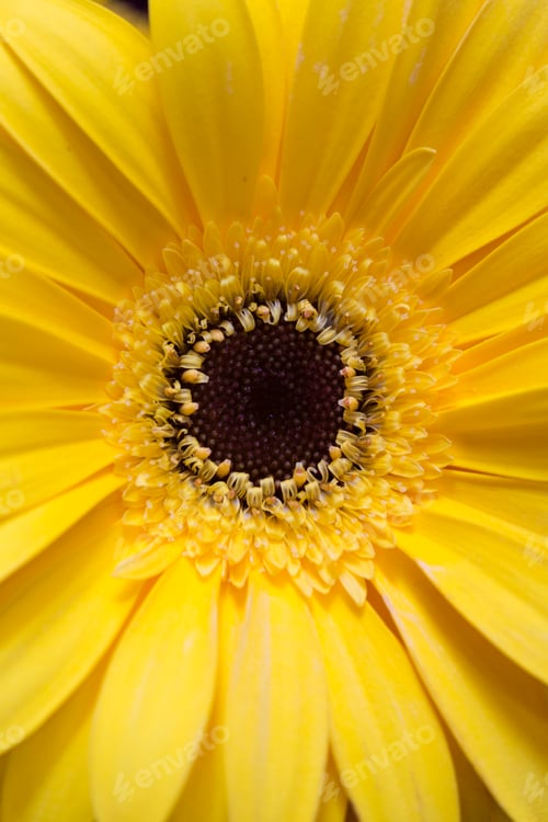 Preview: closeup of Beautiful yellow gerbera flower.