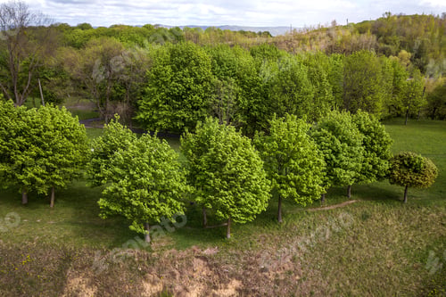 Preview: Aerial view of green summer forest or a park with many fresh trees.
