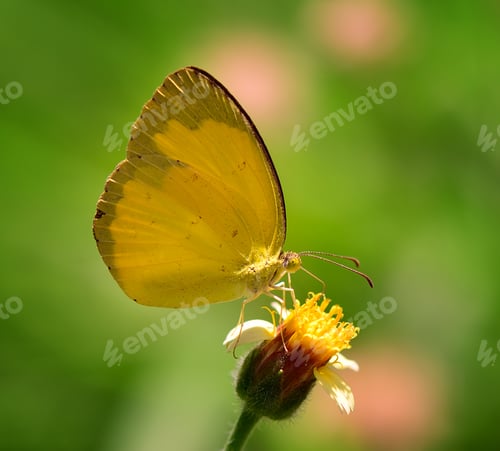 Preview: yellow Butterfly on flower