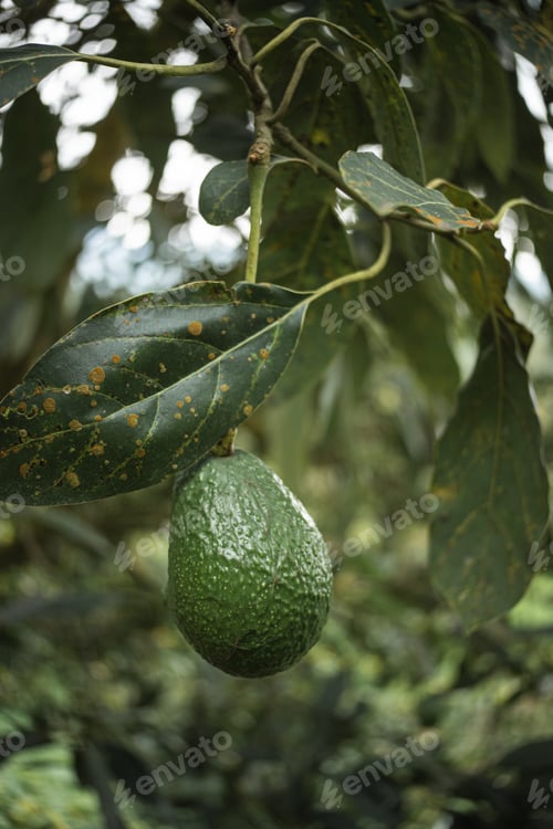 Preview: Fresh avocados ready to be harvested on an agricultural farm.